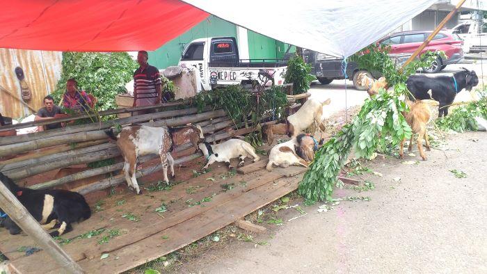 Potret-kambing-kurban.jpg
