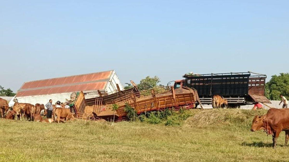 Potret-pasca-kecelakaan-truk-pengangkut-sapi-terjadi-di-Jalan-Tol-Ngawi-Solo-Kilometer-530800-B.jpg