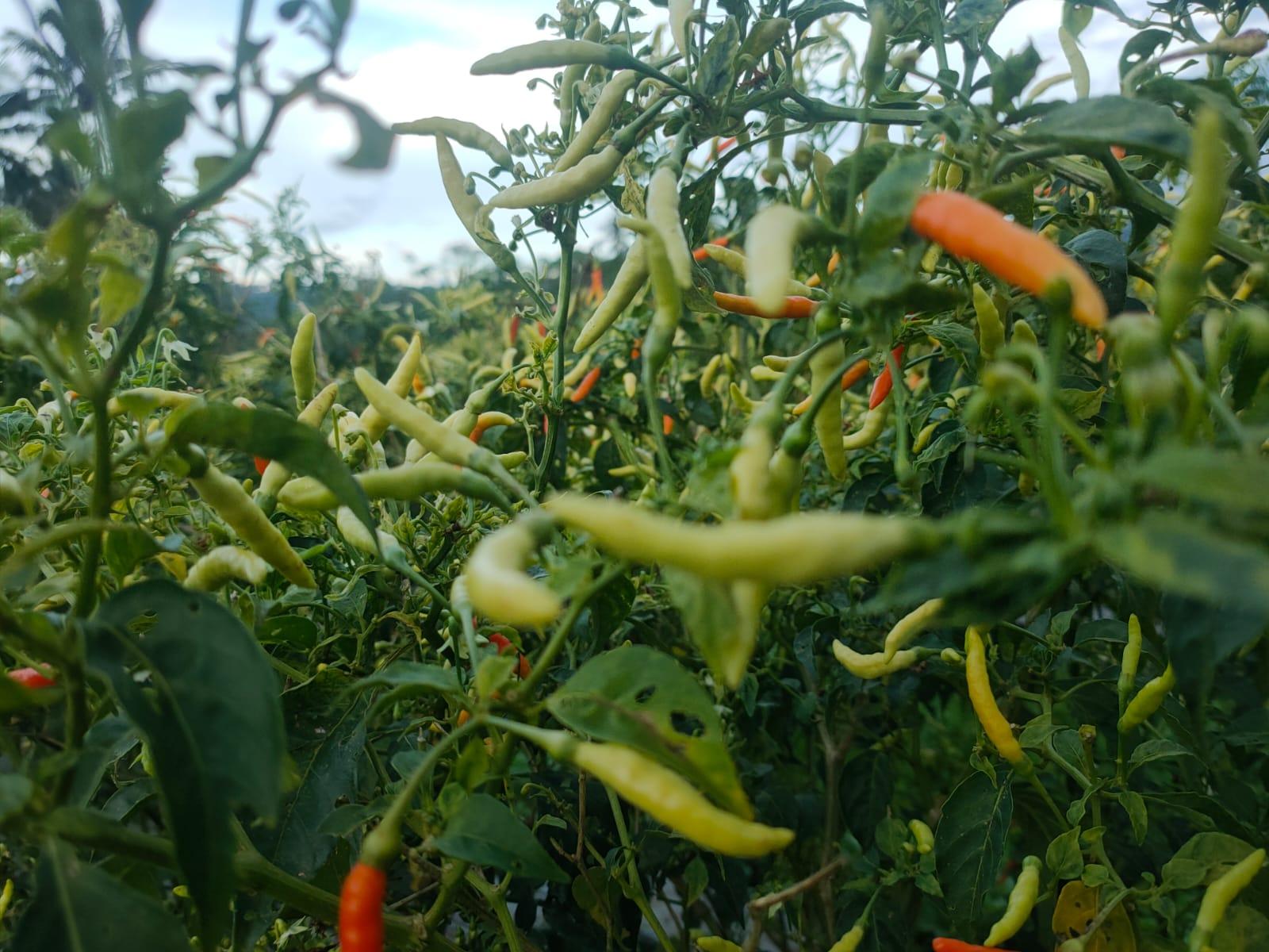 Rica-atau-cabe-masih-jadi-komoditas-yang-harganya-fluktuatifdghhgdfh.jpg