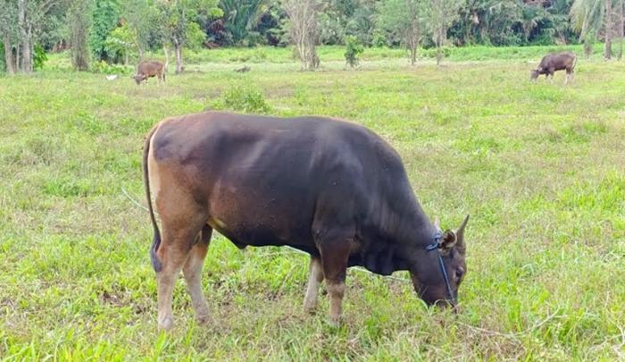 Sapi-Bali-merumput-di-tempat-pemeliharaan-di-Desa-Mapanget-Kecamatan-Talawaan-Minahasa-Utara-1.jpg