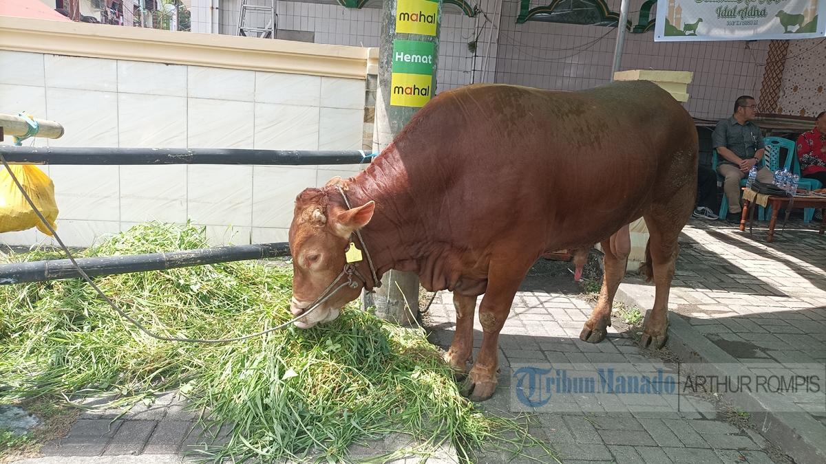Sapi-kurban-pemberian-Presiden-Prabowo-di-Masjid-Firdaus-Manado.jpg