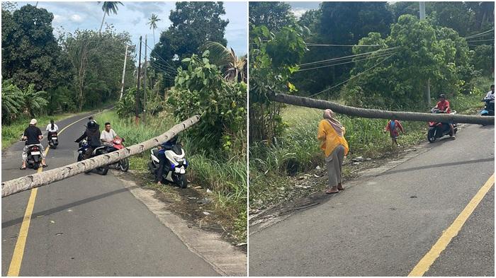 Selang-dua-hari-terjadi-rentetan-pohon-tumbang-di-Minut.jpg