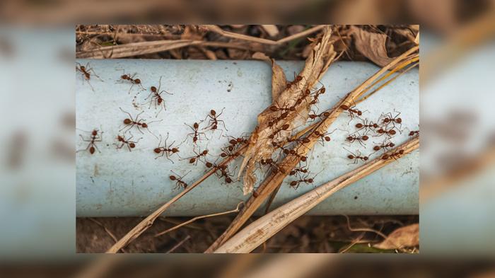 Mengambil Pelajaran dari Kisah Nabi Ibrahim dan Seekor Semut, Saling Membantu dengan Ikhlas