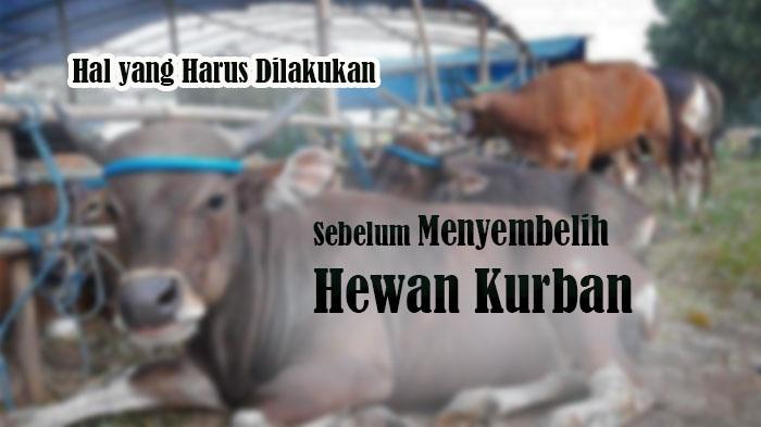 Syarat-Sebelum-Menyembelih-Hewan-Kurban-Idul-Adha-1445-Hijriah-Tahun-2024-Sudah-Dekat.jpg