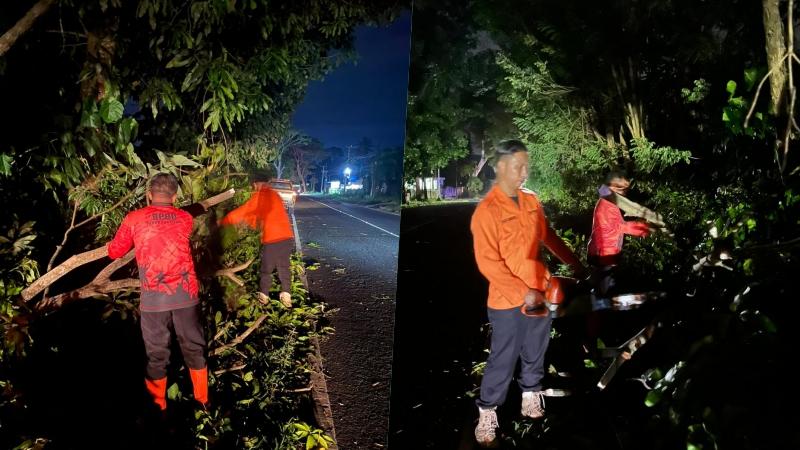 Cuaca Ekstrem di Minut Semalam, Hujan dan Angin Sebabkan Pohon Mangga Tumbang
