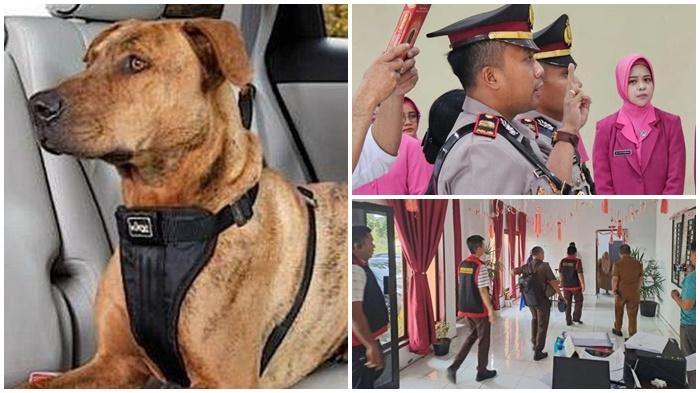 3 Berita Populer Sulawesi Utara: Doger Anjing Mulai Menggila hingga Isu Oknum Polisi Minta Uang