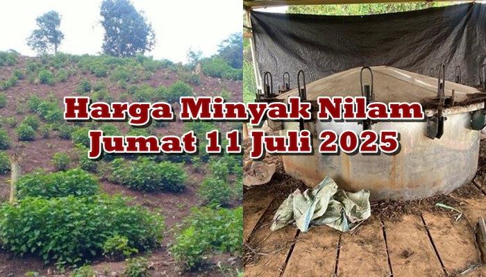 Harga Minyak Nilam di Minsel Sulawesi Utara Jelang Pengucapan Syukur Naik