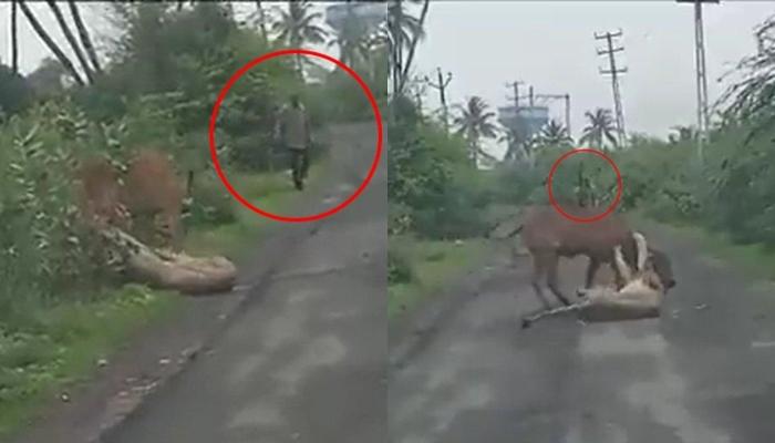 Viral-di-Medsos-Video-Detik-detik-Petani-Selamatkan-Sapi-dari-Terkaman-Singa-Sampai-Lakukan-ini.jpg