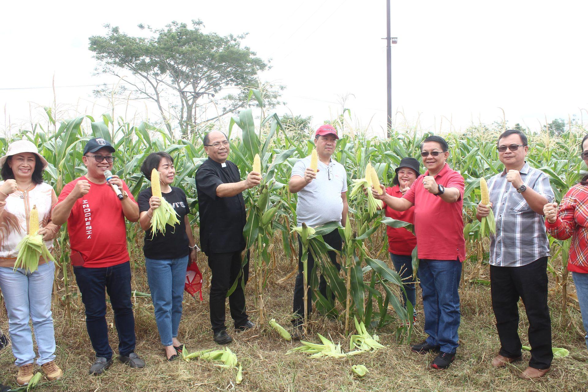 Genjot Program Mari Jo Bakobong, Wakil Gubernur Sulut Steven Kandouw Panen Jagung di Minahasa