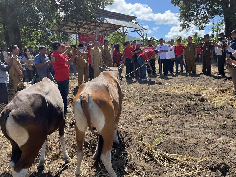 Wali-Kota-Bitung-Maurits-Mantiri-menyerahkan-hewan-kurban-Pemkot-Bitung-ke.jpg