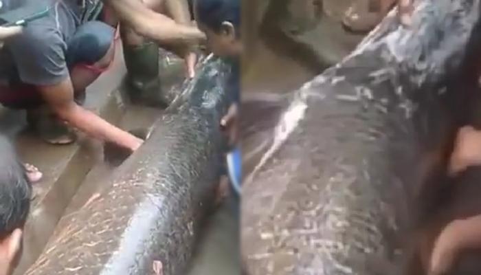 POTRET Ikan Besar Ditemukan Pasca Banjir yang Terjang Garut, Diduga Predator Penghuni Sungai Amazon