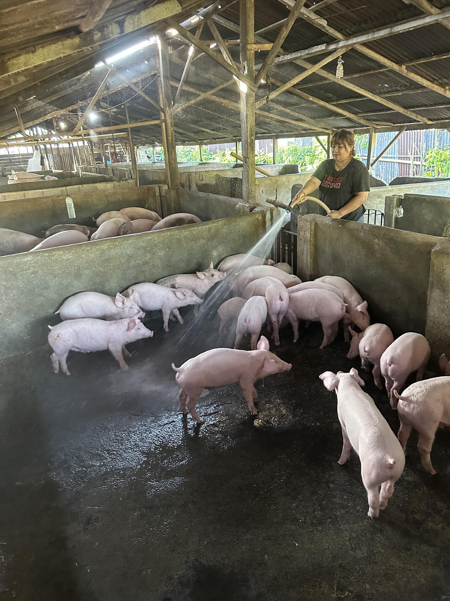 Harga Daging Babi Mahal, Peternak di Minut Sulawesi Utara Ungkap Penyebab Stok Kurang