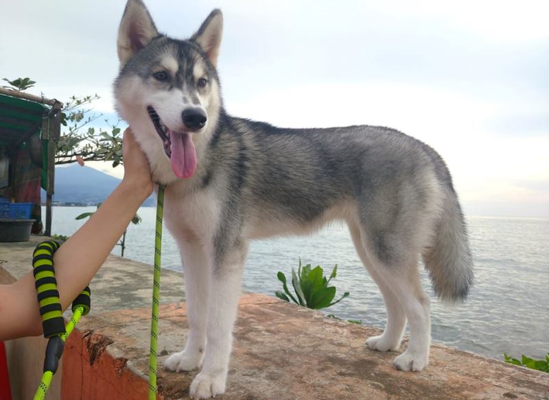 4 Alasan Kenapa Anjing Menjulurkan Lidah