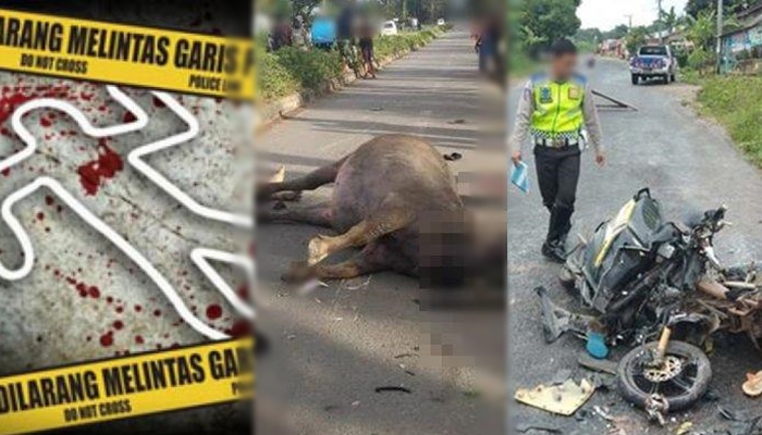 Berita Populer Kecelakaan: ODGJ Tewas Usai Curi Motor, Nmax Tabrak Kerbau, Pelajar 16 Tahun Tabrakan