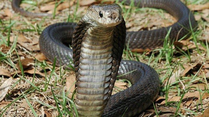 berkembang-biaknya-ular-kobra.jpg