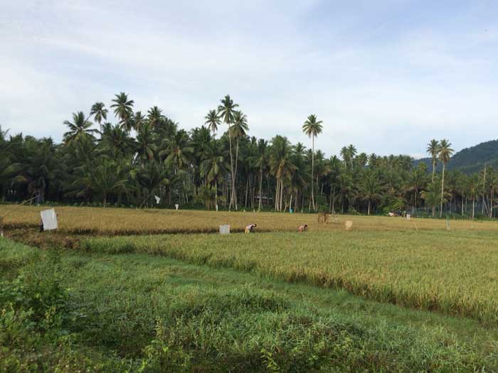 Bantuan Cetak Sawah Baru Dari Kementrian Pertanian Berhasil.