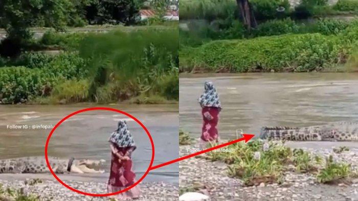 Emak-emak Ini Santai Berdiri di Dekat Buaya Berkalung Ban yang Viral, Warga Sudah Teriak-teriak