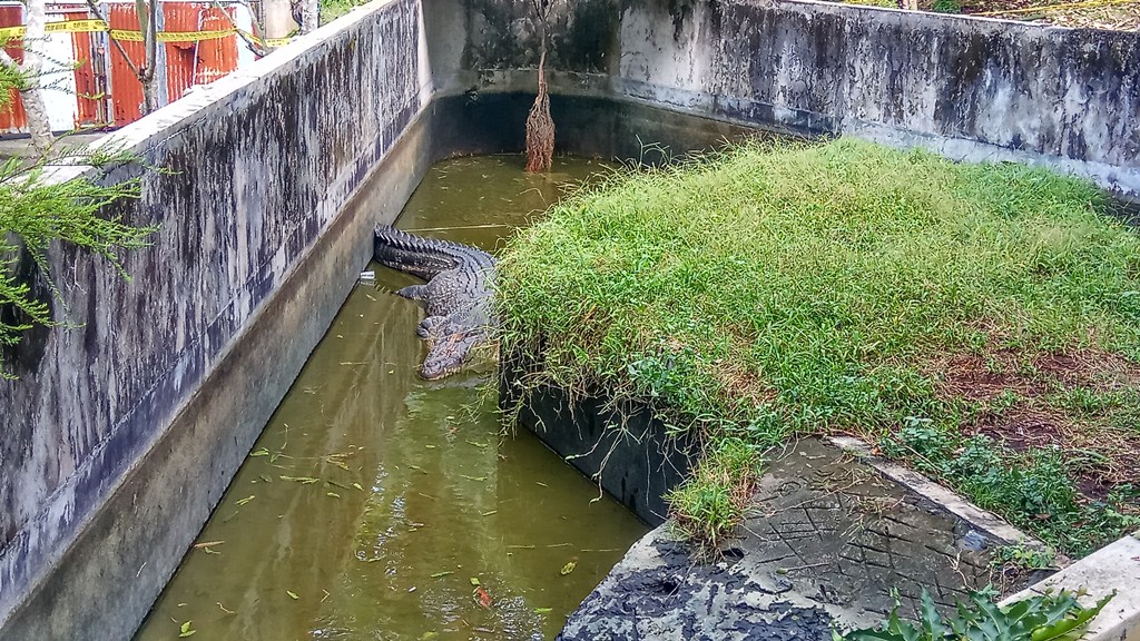 Polisi Terus Mencari Pemilik Buaya yang Memangsa Deasy Tuwo, Mr Ochiai Belum Diketahui Keberadaanya