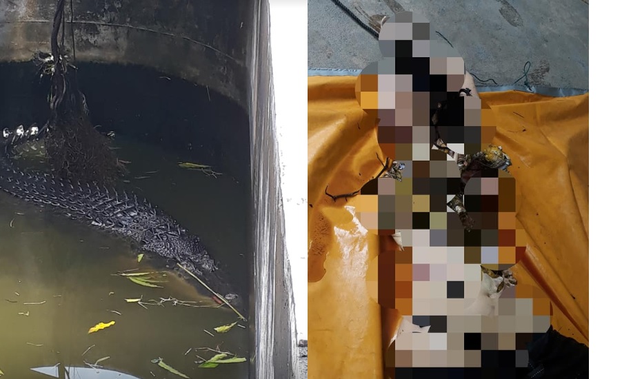 buaya-peliharaan-serang-manusia-di-tanawangko.jpg