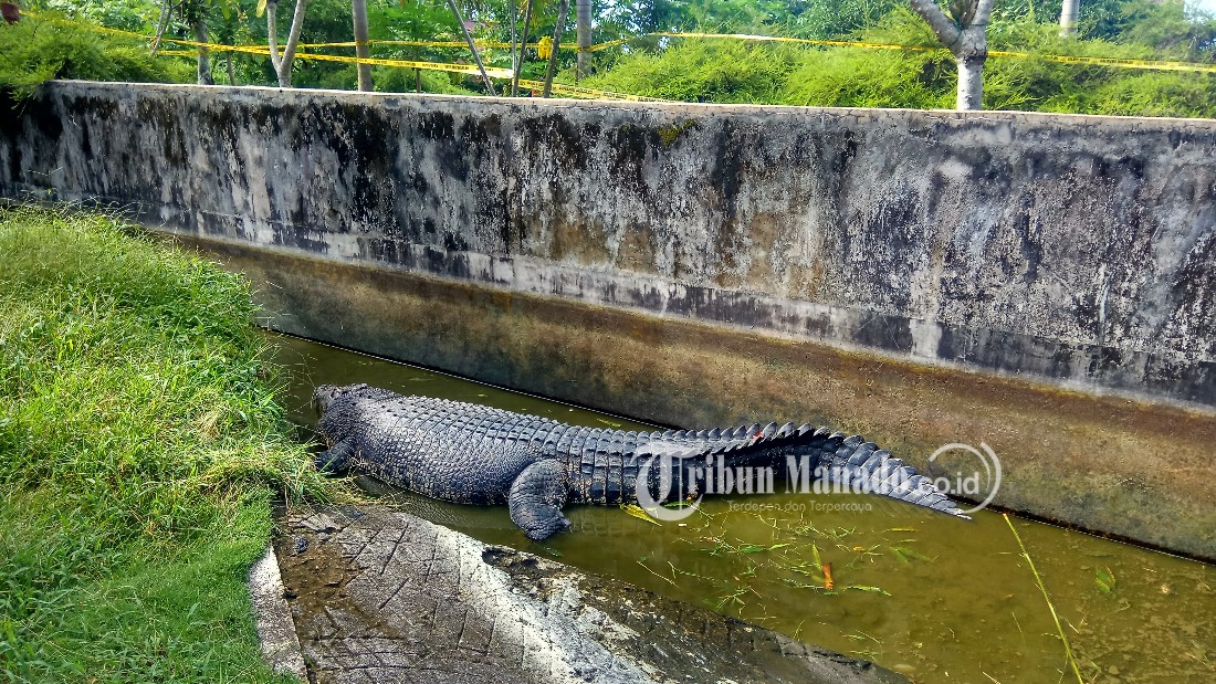 buaya-pemeliharaan-yang-menerkam-deasy-tuwo-231233.jpg
