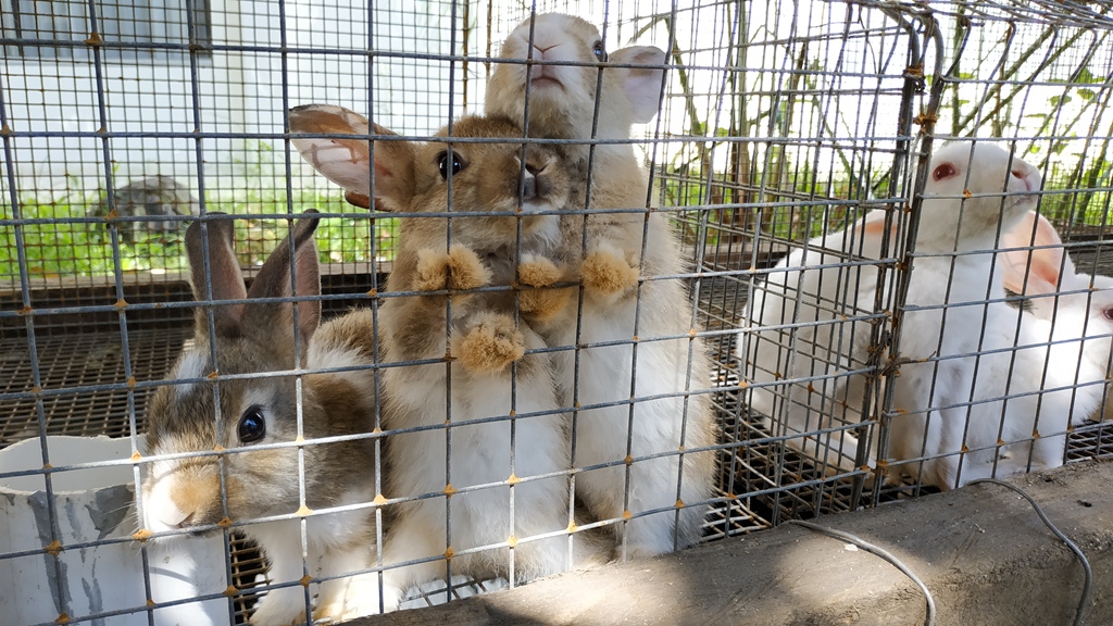 budi-daya-kelinci-di-sulut.jpg