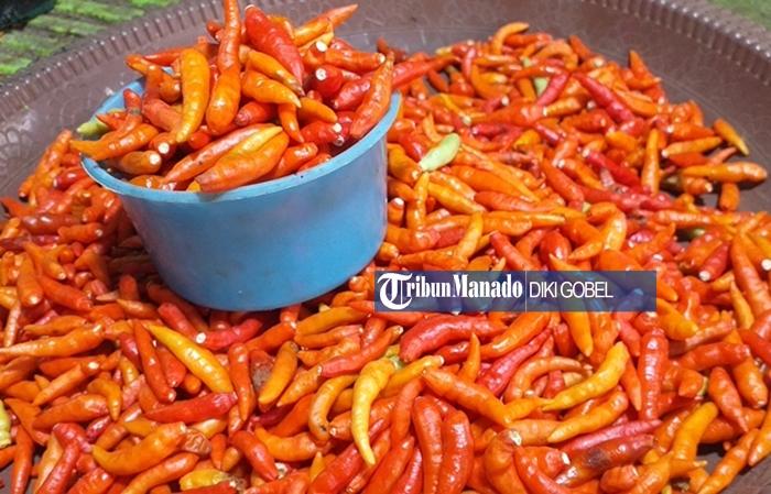 Harga Rica di Pasar Bersehati Manado Naik, Cabai Kotamobagu dan Cabai Keriting Merah Dijual Segini