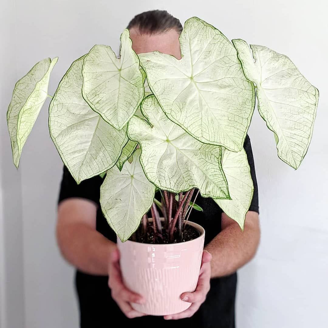 caladium-moonlight.jpg
