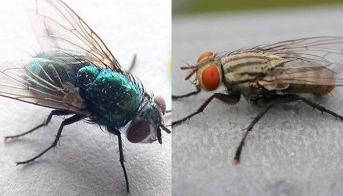 cara-ampuh-mengusir-lalat-di-rumah-fhfh6767.jpg