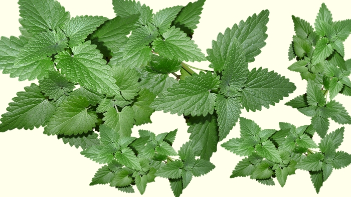 daun-mint-gambar-oleh-beverly-buckley-dari-pixabay.jpg