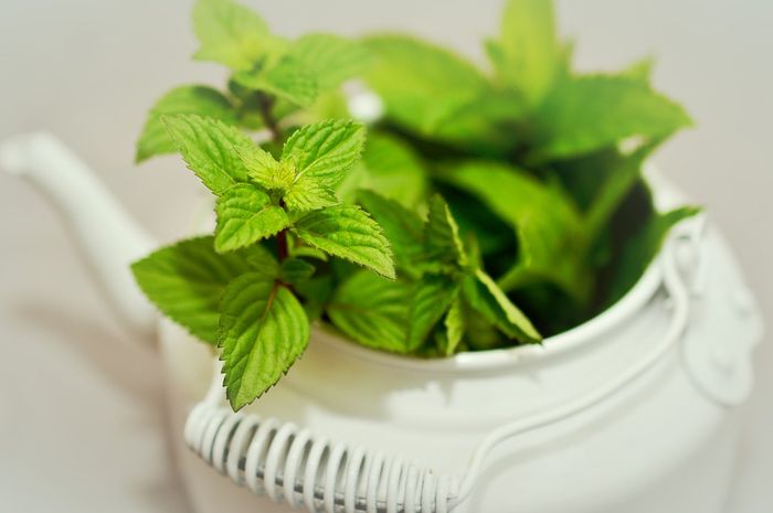 daun-mint-pixabaycongerdesign.jpg