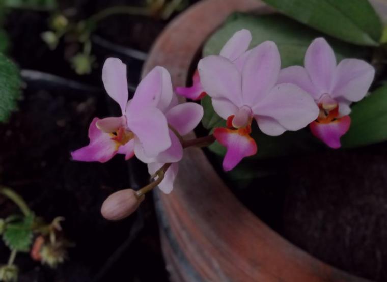 Mengenal Doritis, Si Cantik yang Tak Doyan Ampas Teh