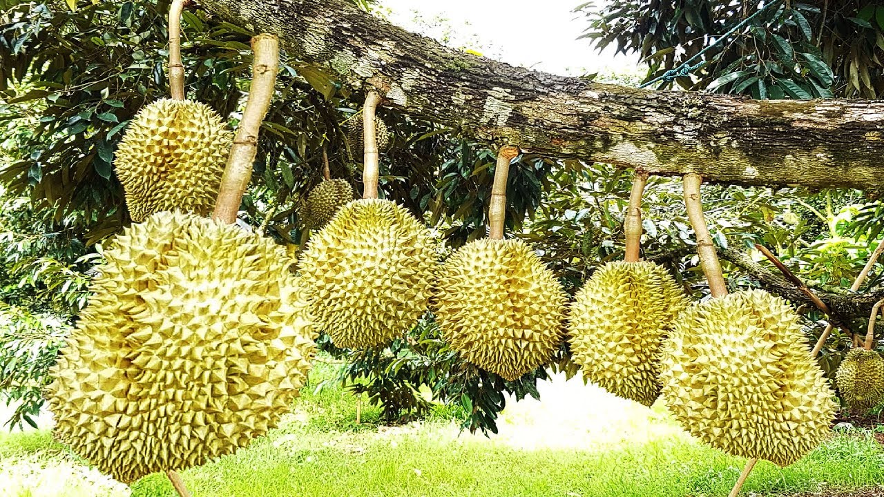 foto-buah-durian-67u5675.jpg
