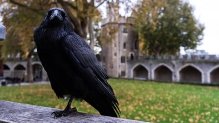 Arti Mimpi Burung Gagak, Bisa Jadi Pertanda Baik dan Buruk, Simak Tafsir Lengkapnya