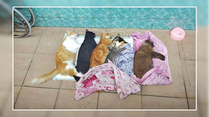 Chairunissa Minta Polisi Usut Tewasnya 6 Kucing Miliknya, Mengadu ke Polresta Balikpapan Bersama BCR