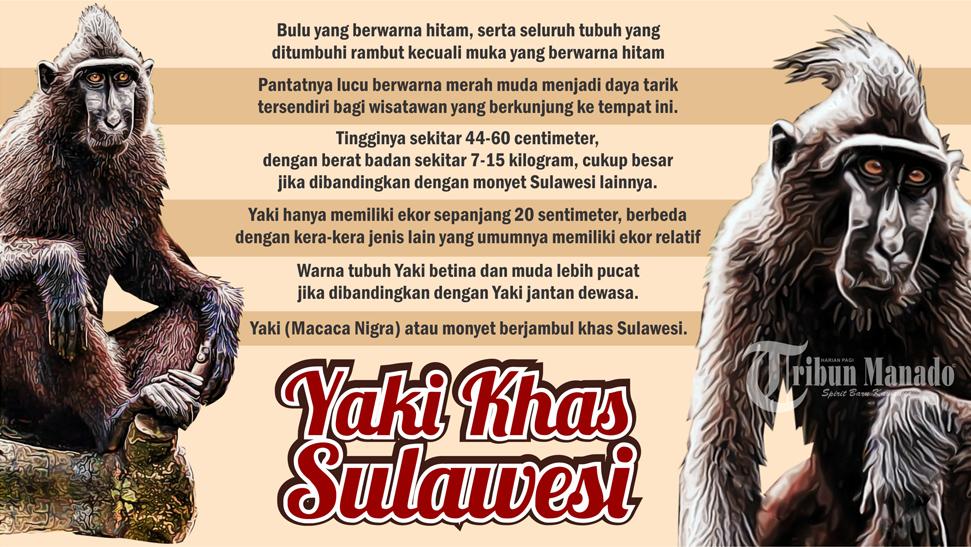 Kebakaran Hutan Paksa Satwa Khas Sulut Yaki Tinggalkan Habitat