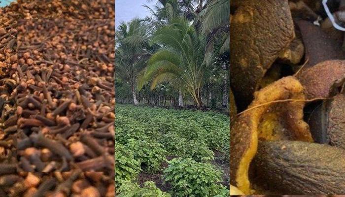 UPDATE Harga Komoditas di Sulawesi Utara Pekan Ini: Kopra dan Minyak Nilam Naik, Cengkeh Rp 119 Ribu