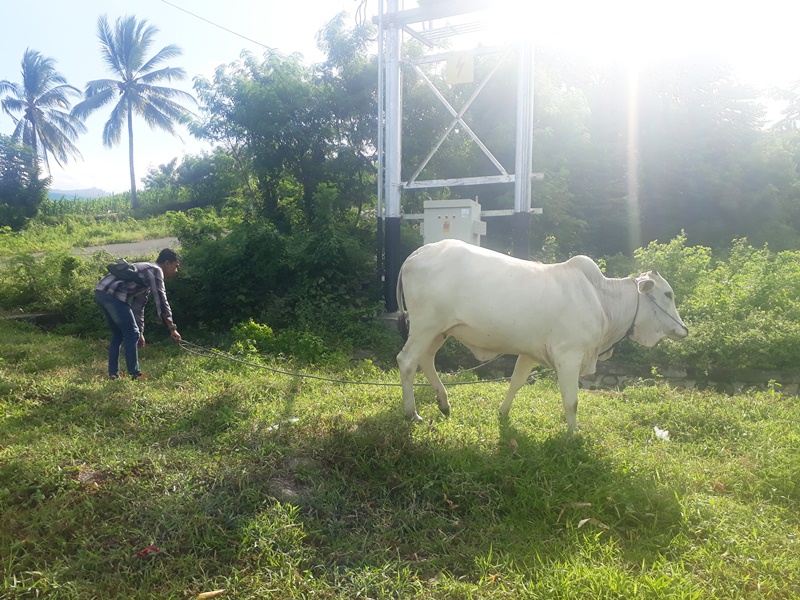 Dinas Pertanian Sebarkan Surat Periksa Hewan Kurban Jelang Hari Raya Idul Adha