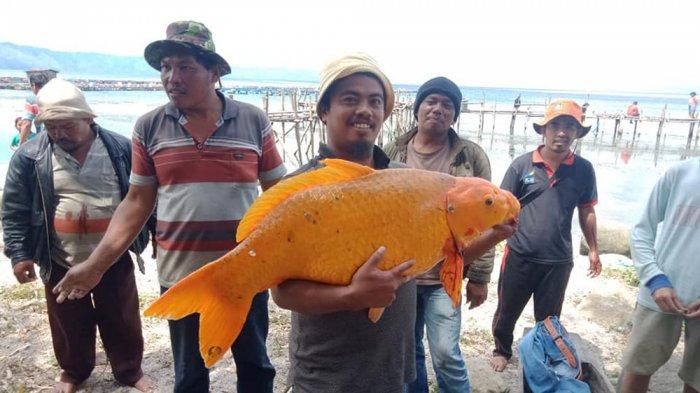 ikan-mas-raksasa-danau-toba-ditangkap-pemancing-121212.jpg
