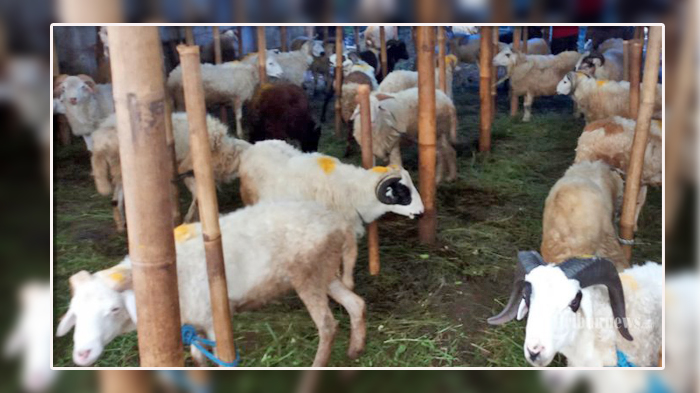 ilustrasi-hewan-qurban-1.jpg