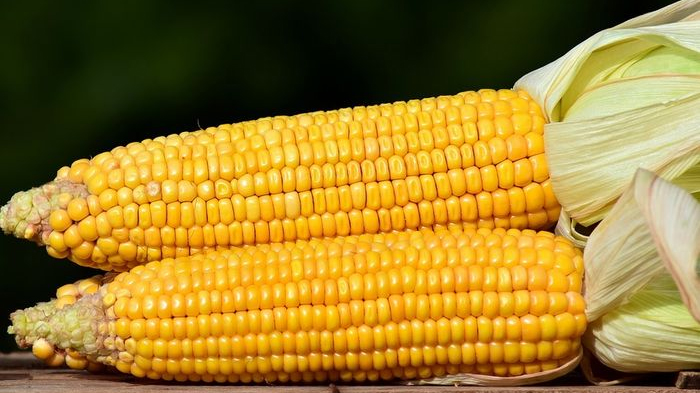 Soal Impor Jagung, Pemerintah Akui Salah Perhitungan