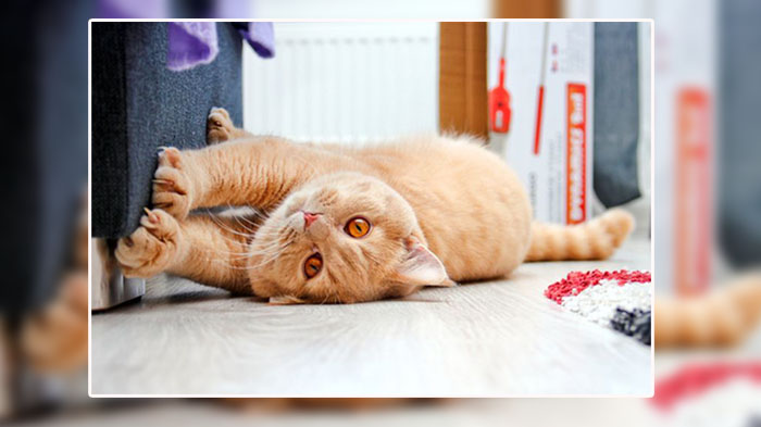 ilustrasi-kucing-menggaruk-sofa-12.jpg