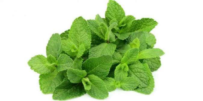 ilustrasi-manfaat-daun-mint-untuk-kecantikan-kulit-dan-rambut.jpg