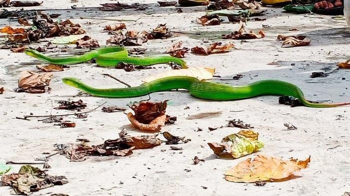 ilustrasi-ular-hijau-ekor-merah.jpg