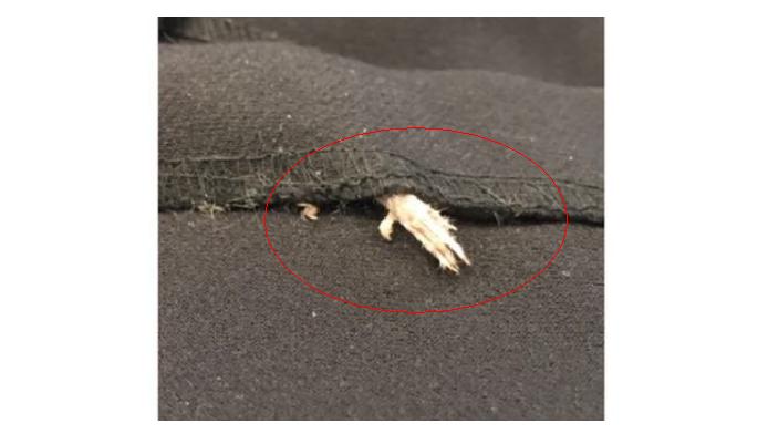 Geliiii, Ada Kaki Tikus Ikut Terjahit di Lipatan Gaun, Kapok Belanda Online!