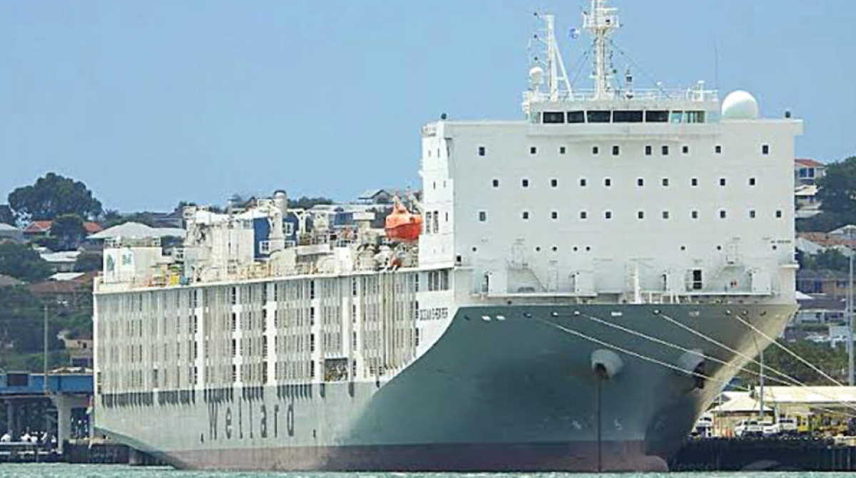 Klaster Baru Virus Corona di Kapal Kargo, Kru dan 56 Ribu Domba Harus Karantina