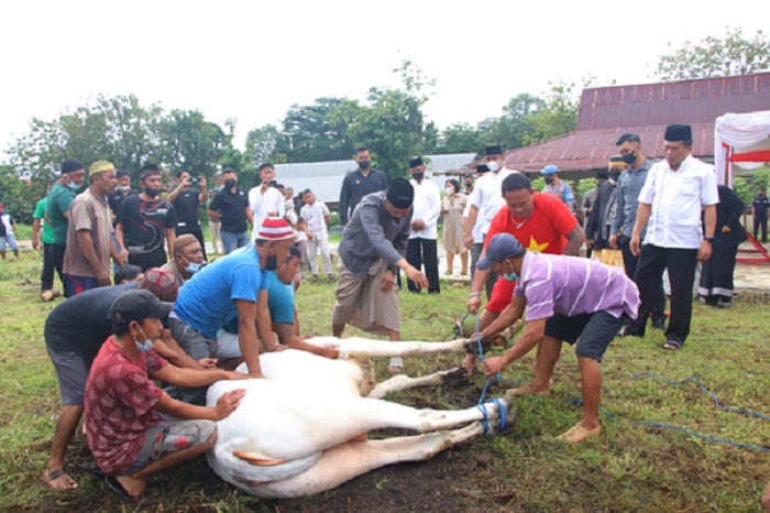 Pesan Kapolda Sulawesi Utara Irjen Pol Mulyatno di Momen Idul Adha, Polda Sulut Sembelih 11 Sapi