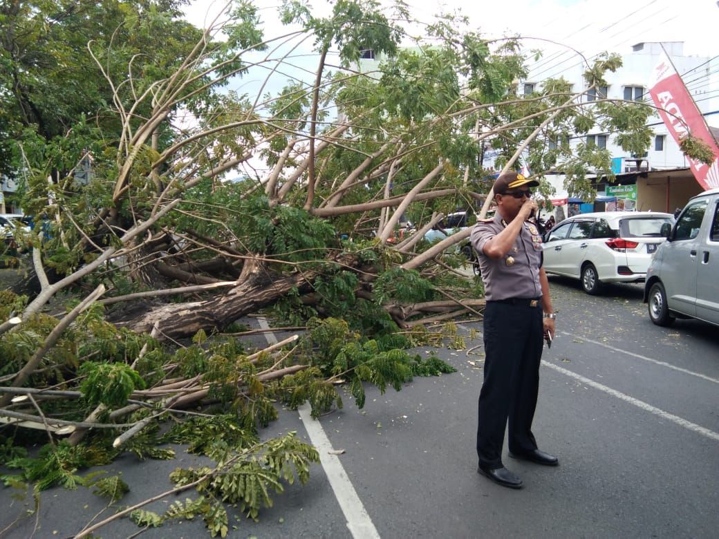 Pohon Trembesi di Boulevard Tumbang, Kapolresta Manado Pimpin Pengaturan Arus Lalu Lintas