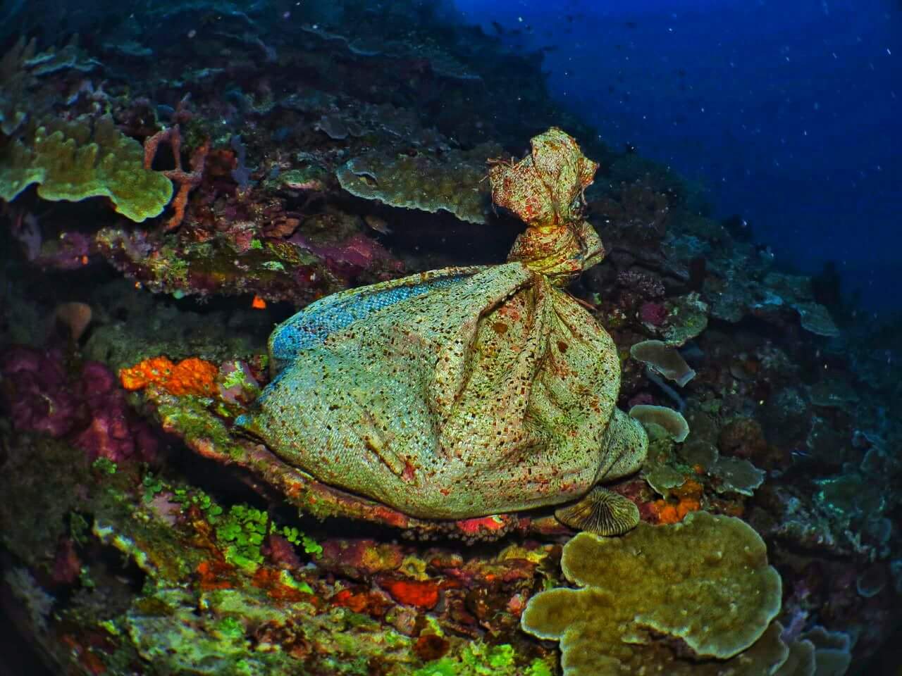 Taman Laut Bolsel Jadi Buruan Wisatawan, Eping Ingatkan Jaga Karang