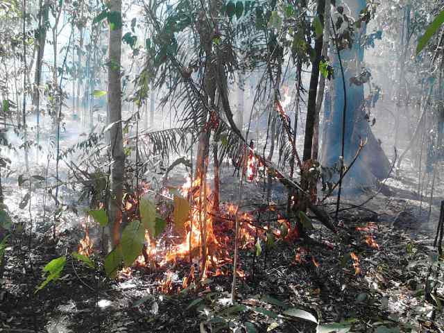 Api Meluas, Pohon Beringin Tempat Tarsius Bermain Terancam Terbakar