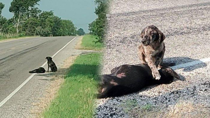 Berduel dengan Ular Kobra, Seekor Anjing Mati dalam Kandang Usai Terkena Bisa Beracun
